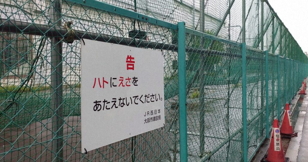 【動物愛護法違反】ハト餌やりに“フンガイ”の声　大阪市がついに中止命令、刑事告発も